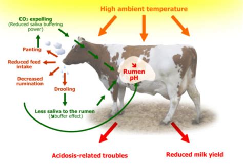 Heat Stress In Dairy Cows Implications And Nutritional Management The Cattle Site