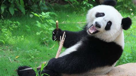 Sex Could Cure This Pandas Strange Habit Of Walking