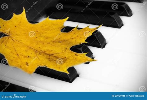Maple Leaf On A Piano Music Art Stock Photo Image Of Piano Button