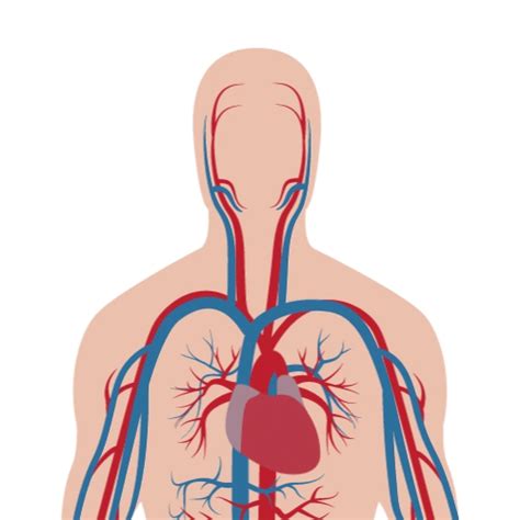 Respiratory System Animated  Clipart Best Animated