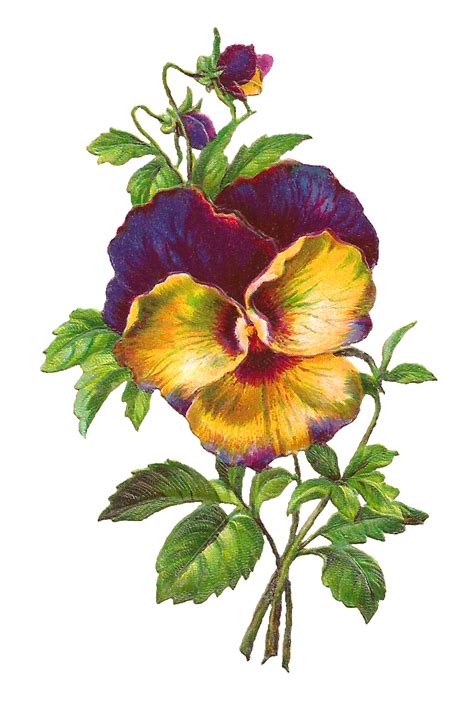 Antique Images Free Pansy Download Purple Flower Image