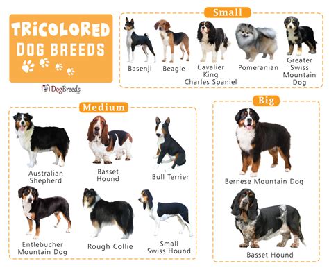 Top 10 Dogs That Are Black And Brown You Need To Know