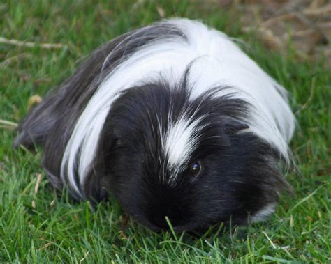 Black And White Guinea Pig At Drusillas Black And White Gu Flickr
