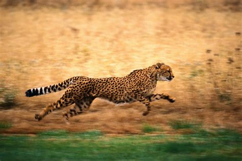 Time Lapse Photography Of Running Cheetah Hd Wallpaper Wallpaper Flare