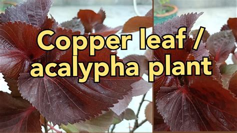 Copper Leaf Acalypha Plant Care🍂🍂 How To Grow Copper Leaf Acalypha