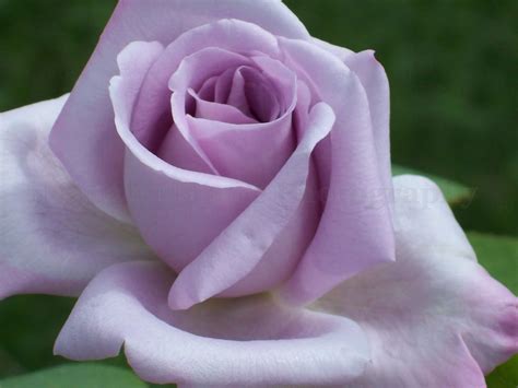 Nana S Nature Photography Lavender Rose