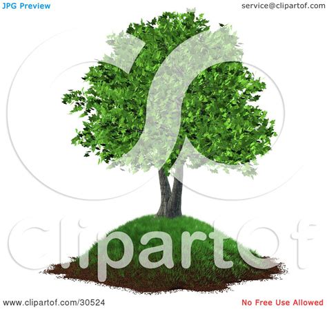 Clipart Illustration Of A Realistic 3d Tree With Lush Green Leaves
