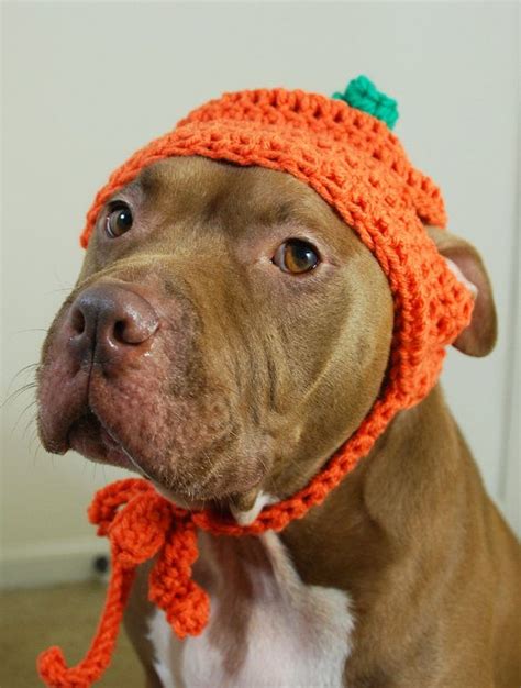 Pumpkin Dog Hat For Large Dogs Crochet Crochet Dog Clothes Crochet