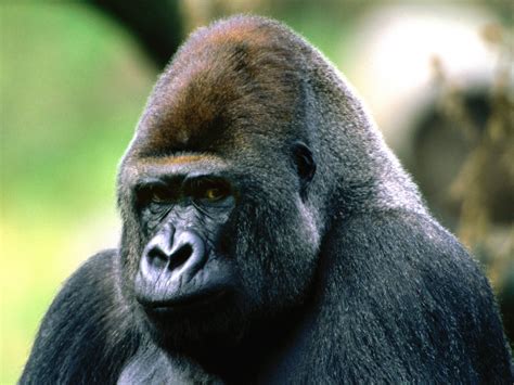 Ape Facts History Useful Information And Amazing Pictures