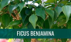 Bonsái Ficus Benjamina Cuidados y mantenimiento