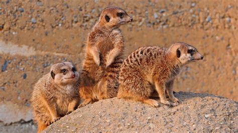 Meerkats Animal Full Hd Desktop Wallpapers 1080p