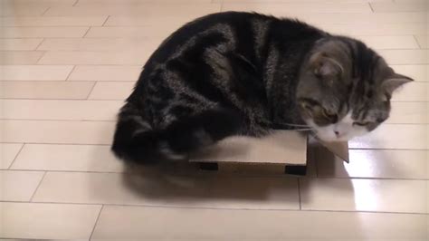 Whats Up With Cats And Boxes See How Maru Fits Into The Smallest Ones