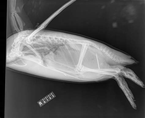 Metal Detector Saves A Penguins Life