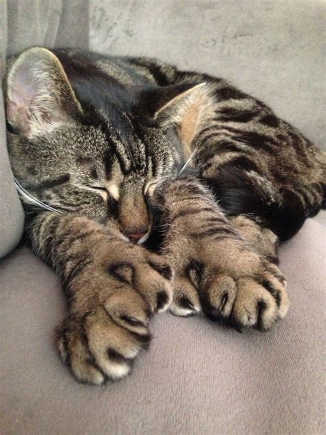 Polydactyl Cat Showing The Extra Toes On Its Feet Polydactyl Cat
