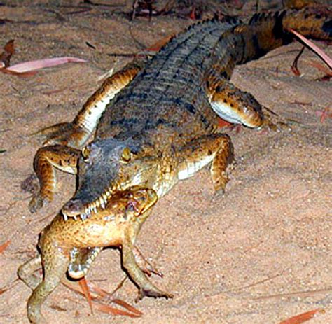 Sie gehört ebenso zu den 10 giftigsten schlangen der welt. Gefährliche Tiere: Australien jagt gnadenlos die giftigen ...
