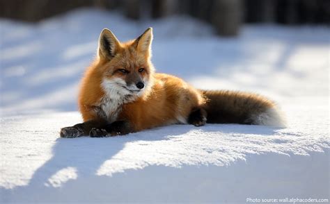 Interesting Facts About Red Foxes Just Fun Facts