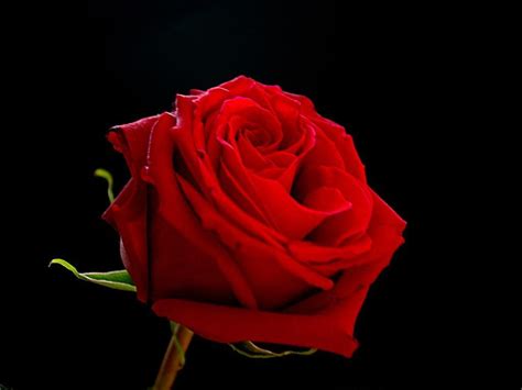 🔥 Download Red Rose Black Background By Mathewsharp Red Rose Black