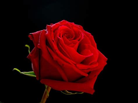 Maybe you would like to learn more about one of these? Red Rose Black Backgrounds - Wallpaper Cave