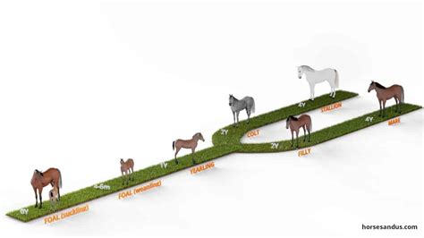 5 Stages Of A Horses Life Cycle Multimedia Horses And Us