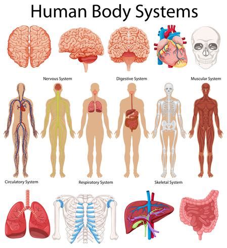 Diagram Showing Human Body Systems Vector Art At Vecteezy
