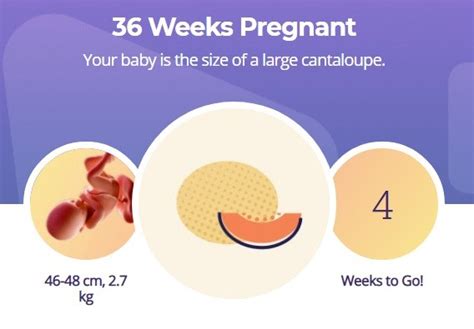 36 Week Of Pregnancy My Cute Pregnancy