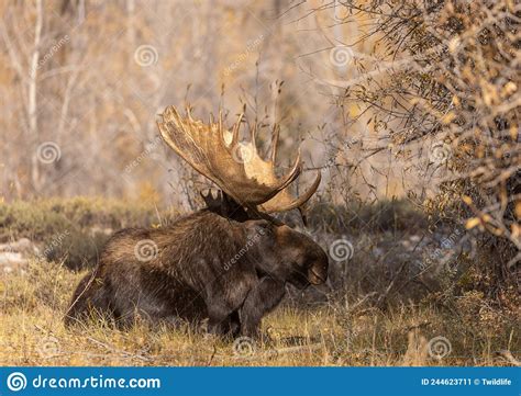 Bull Shiras Moose Bedded In Fall Stock Image Image Of Autumn