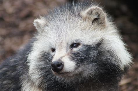 Raccoon Dog The Raccoon Dog Is Not Related To The Raccoon Flickr