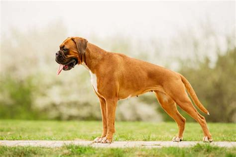 Boxer Dog Breed Information Dog Training Nation