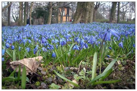 Agi murad il diavolo bianco. Scilla-Blütenfest auf dem Lindener Berg