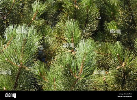 Close Up Of Scots Pine Leaves Or Needles Pinus Sylvestris Stock Photo