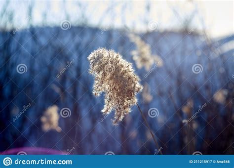 Reed Panicle Photographed In Contour Light 120311037