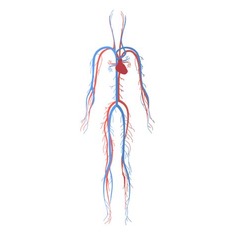 Transparent Human Body Showing Heart And Main Circulatory System My