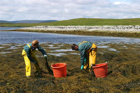 Seaweed As A Lawn And Garden Fertiliser The Benefits And Uses Lawns
