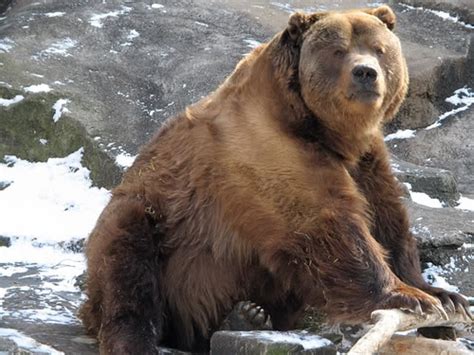 Kodiak Bear Rarrrrrrrr Kodiak Bear Largest Bear Bear