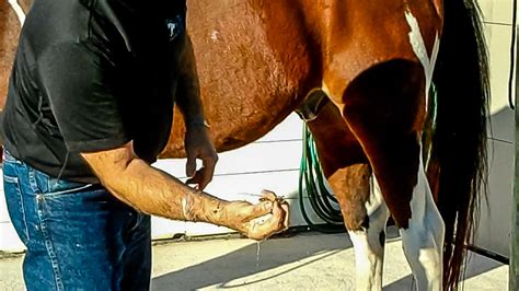 Sheath Cleaning Without Sedation The Horses Advocate
