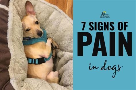 7 Signs A Dog Is In Pain How Do I Know Toegrips