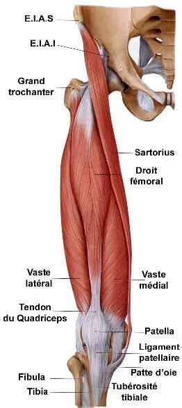 Tendon Spa Massage Anatomy Reference Ballet Shoes Chefs Quadriceps