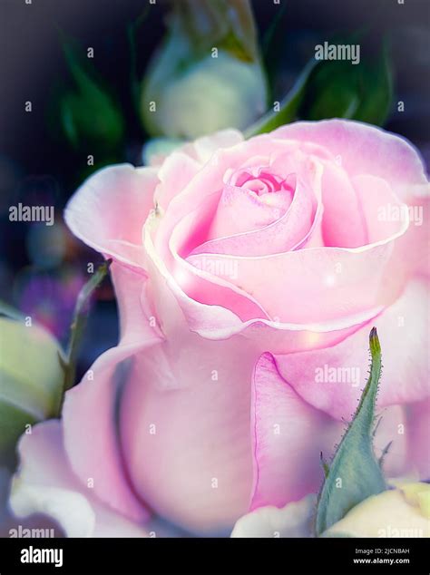 Fresh Pink Rose Bud Macro Card A Photo Stock Photo Alamy