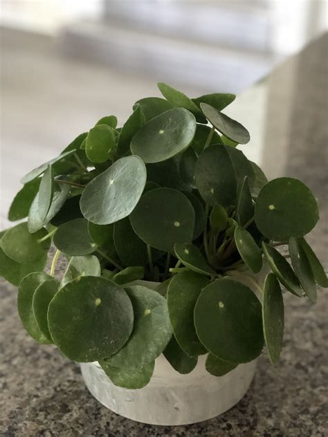 Inspect the roots for signs of damage such as brown, mushy roots. Pilea peperomoides (chinese money plant) in 2020 | Chinese ...