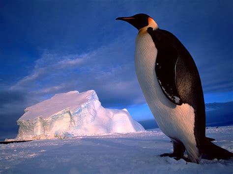 Penguin The Biggest Animals Kingdom
