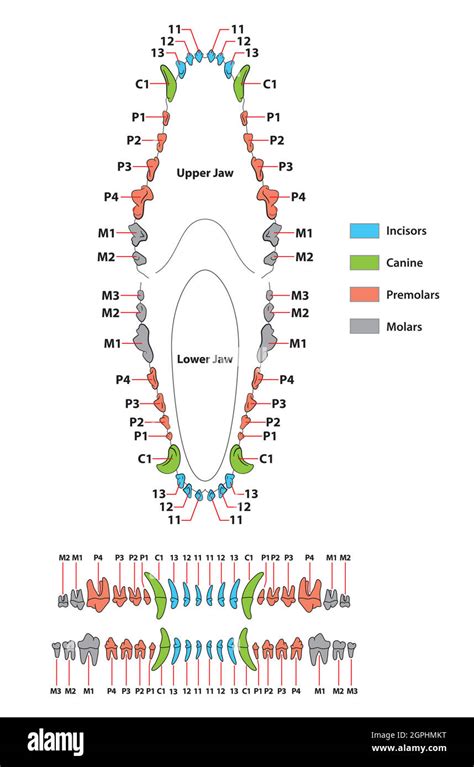 Tooth Chart Hi Res Stock Photography And Images Alamy