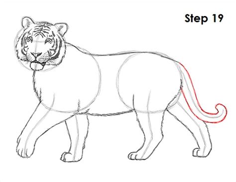 How To Draw A Tiger Video Step By Step Pictures