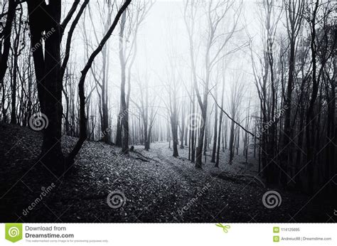 Dark Haunted Woods With Path Stock Image Image Of Copyspace Garden