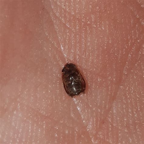 Identifying A Small Brown Bug Thriftyfun