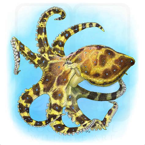 Blue Ringed Octopus Signed Fine Art Print Inkart