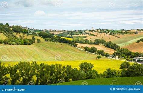Rural Summer Landscape With Sunflower Fields And Olive Fields Near