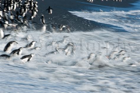 Chinstrap Penguin Dive Tom Murphy Photography