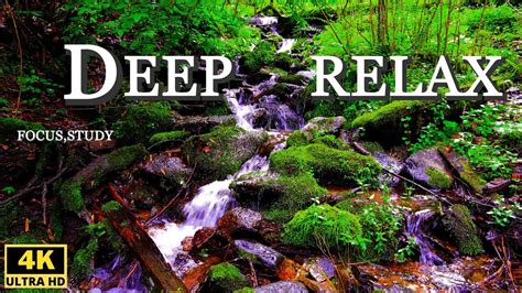 Gentle Forest Streams Sound In Heavenly Land 4k Ambient Nature Asmr
