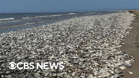 Tens Of Thousands Of Dead Fish Wash Up On Texas Coast Youtube