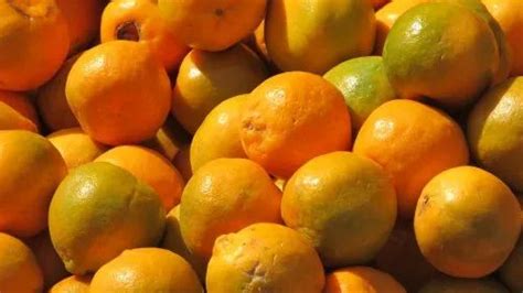 A Grade Maharashtra Nagpur Oranges Packaging Size 20 Kg Packaging